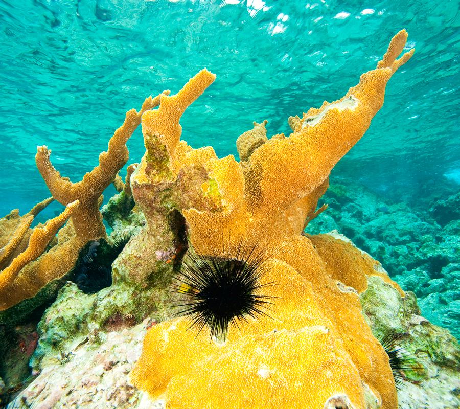 Bright yellow corals covered in algae, an underwater world full of life | MSC Cruises