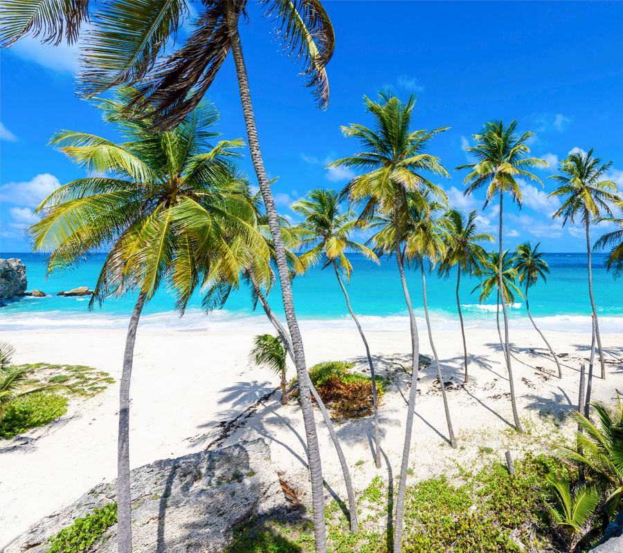 Plage tropicale avec des palmiers et une eau cristalline, idéale pour une escapade sereine | MSC Cruises
