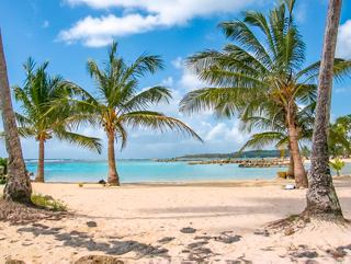 Tropical beach with palm trees by clear turquoise waters | MSC Cruises