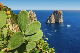 Stunning view of Capri's rocky coastline with cacti in the foreground | MSC Cruises