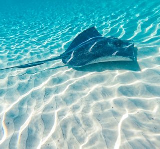 A stingray glides gracefully through the clear Caribbean waters | MSC Cruises