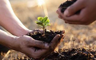 Two hands planting a small seedling in fertile soil | MSC Cruises
