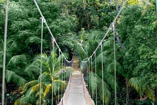 Rope bridge surrounded by lush rainforest vegetation in Honduras | MSC Cruises