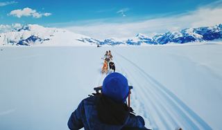 Alaska Dogs on the snow