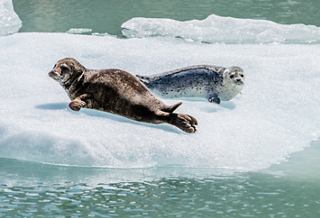 Alaska seals