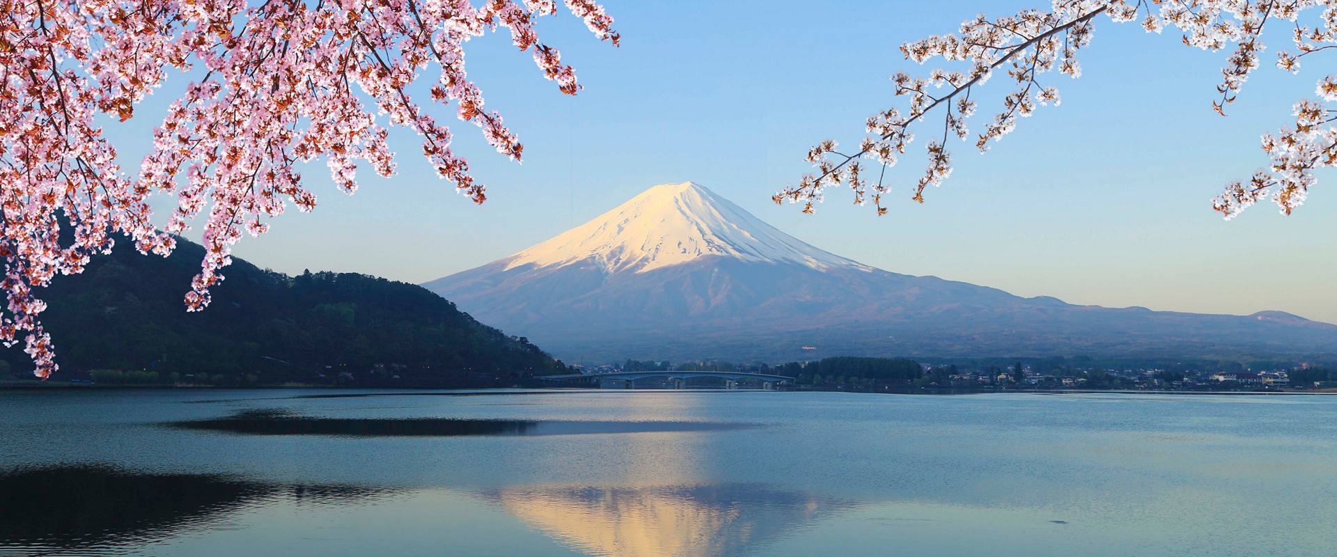 Majestic Mt Fuji rises above a tranquil lake framed by cherry blossom branches | MSC Cruises