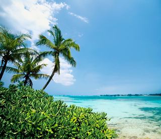 Ein ruhiger tropischer Strand mit wiegenden Palmen unter einem klaren blauen Himmel | MSC Cruises
