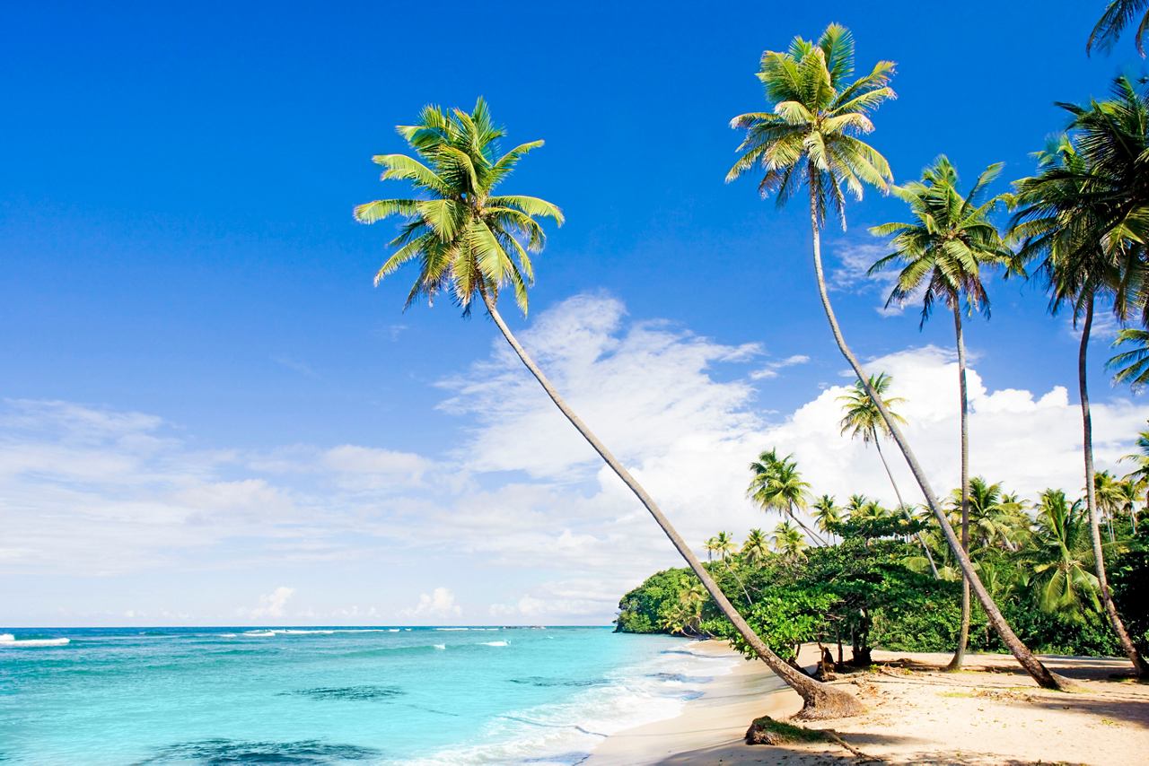A serene beach scene in the Dominican Republic with gentle waves and swaying palm trees against a bright sky | MSC Cruises
