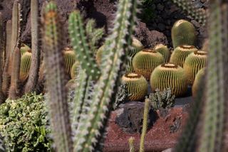 Lush cacti thrive in a vibrant garden setting, showcasing the unique vegetation of Lanzarote | MSC Cruises