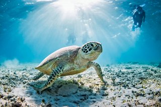 Une tortue de mer nage gracieusement dans des eaux claires, illuminées par la lumière du soleil, montrant la beauté de la vie marine | MSC Croisières