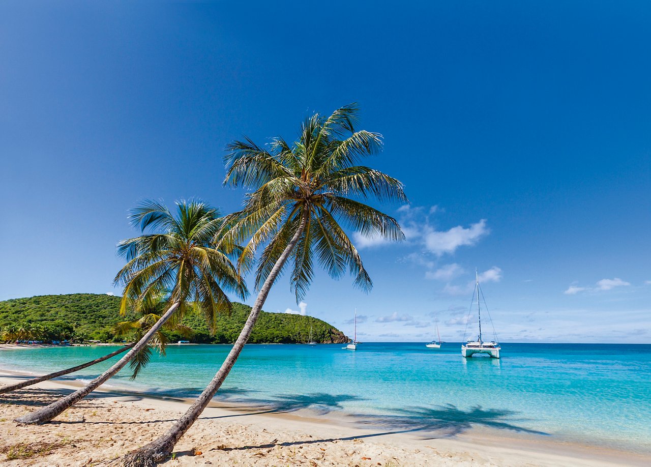 A serene Caribbean beach with palm trees, soft sand, and a calm sea, inviting relaxation and adventure | MSC Cruises