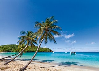 A serene Caribbean beach with palm trees, soft sand, and a calm sea, inviting relaxation and adventure | MSC Cruises