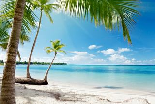 Ein ruhiger Strand in La Romana, Dominikanische Republik, mit Palmen und klarem blauen Meer, das zur Entspannung und Abenteuer einlädt | MSC Cruises