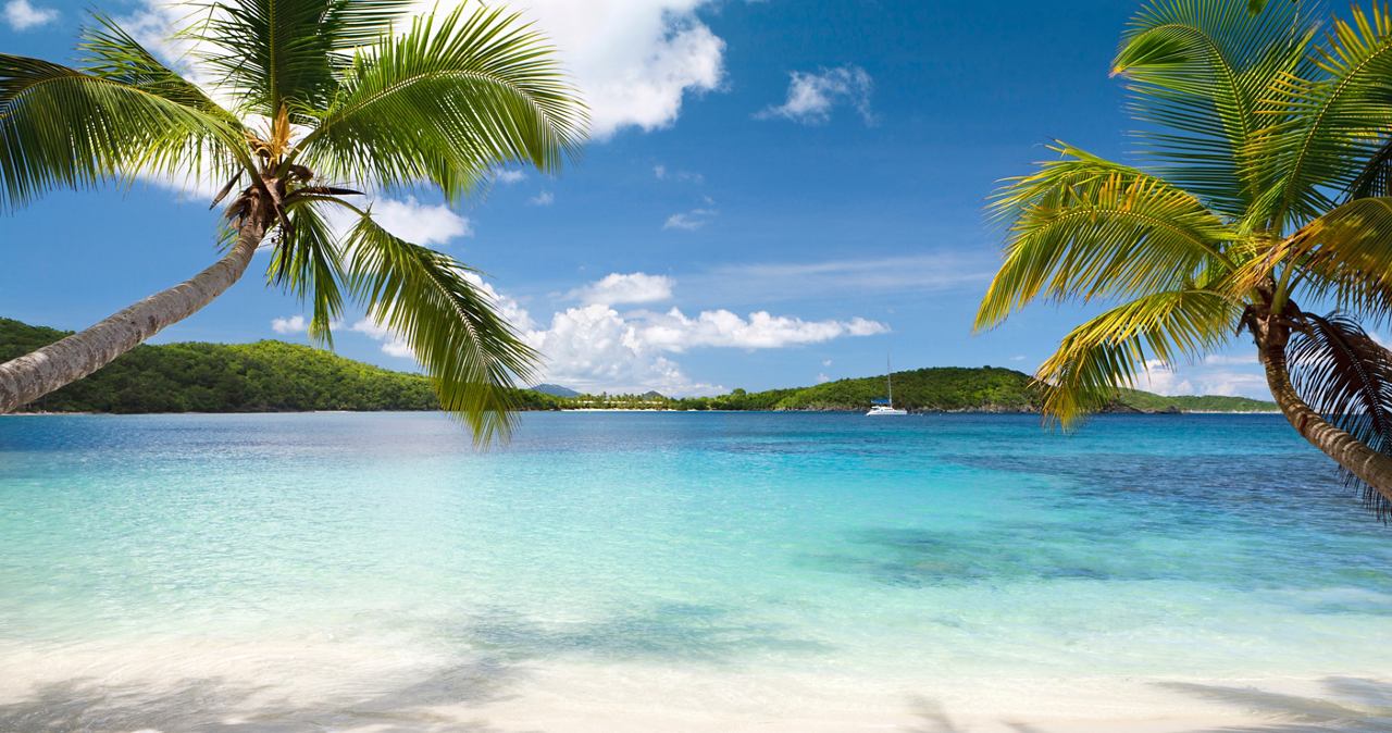 Une scène de plage sereine avec des palmiers et des eaux turquoises claires sur l'île Saint John, Caraïbes | MSC Cruises