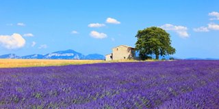 Un sereno campo di lavanda con una casa e un albero lontani sotto un cielo blu brillante in Provenza, Francia | MSC Crociere