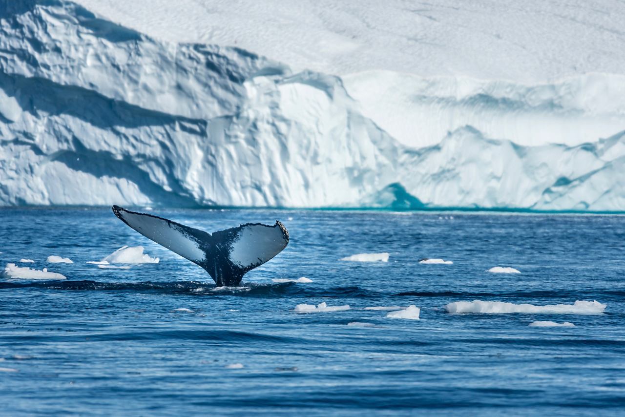 A humpback whale swims near an iceberg in Ilulissat, Greenland, showcasing the beauty of Northern Europe's waters | MSC Cruises