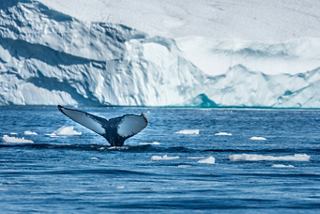 A humpback whale swims near an iceberg in Ilulissat, Greenland, showcasing the beauty of Northern Europe's waters | MSC Cruises