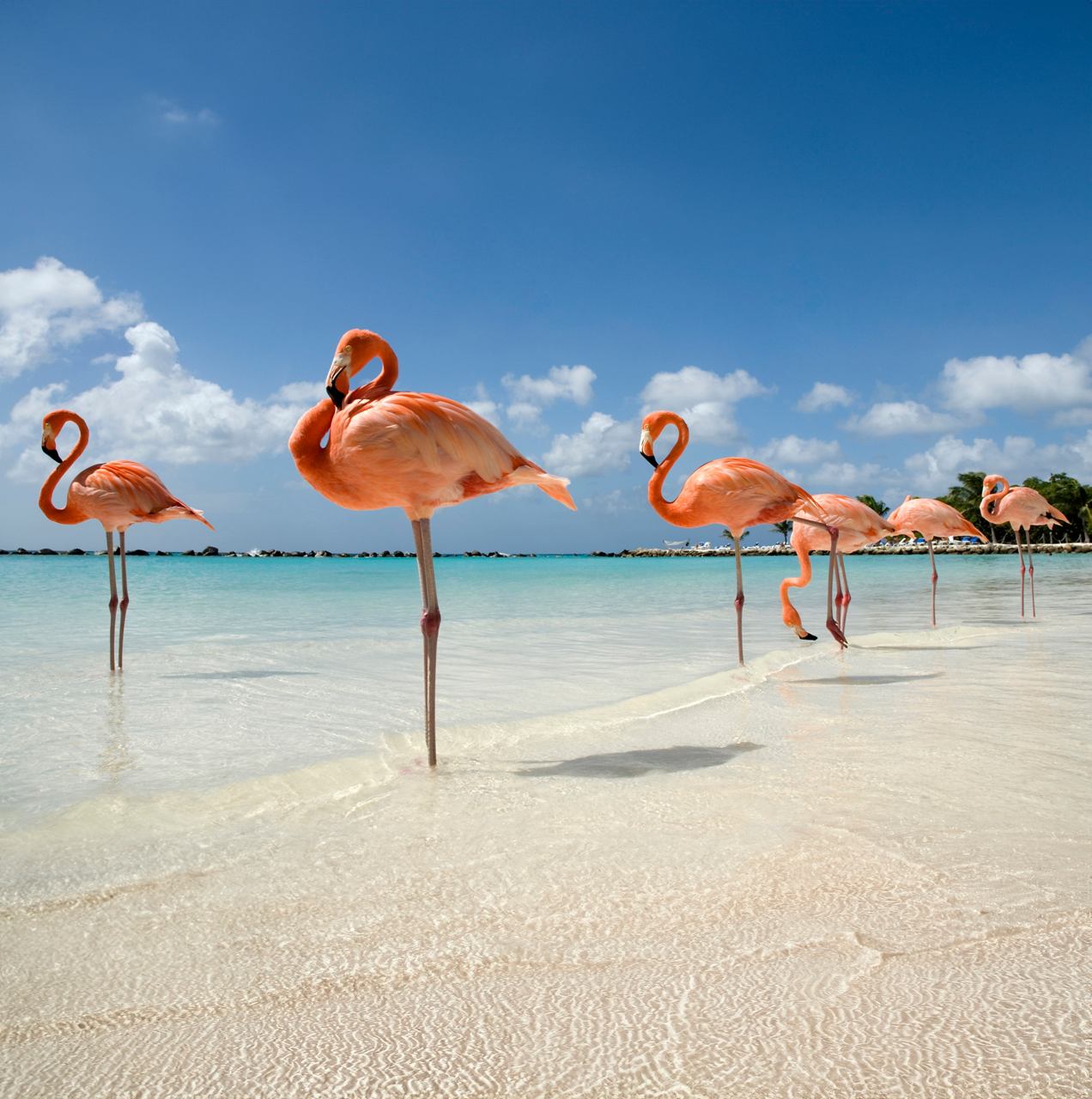 Flamingos stand gracefully on the sandy beach by the turquoise sea under a clear blue sky in Aruba | MSC Cruises