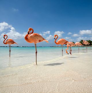 Flamingos stehen anmutig am Sandstrand des türkisfarbenen Meeres unter einem klaren blauen Himmel in Aruba | MSC Cruises