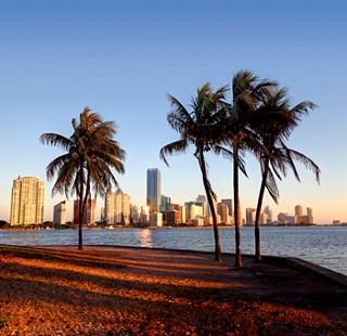 Palm trees stand tall against the Miami skyline, reflecting the vibrant spirit of this Caribbean destination | MSC Cruises