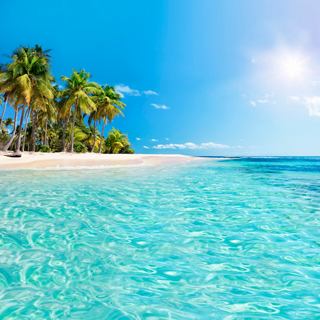 Crystal clear sea and palm trees on the beach in Guadeloupe | MSC Cruises