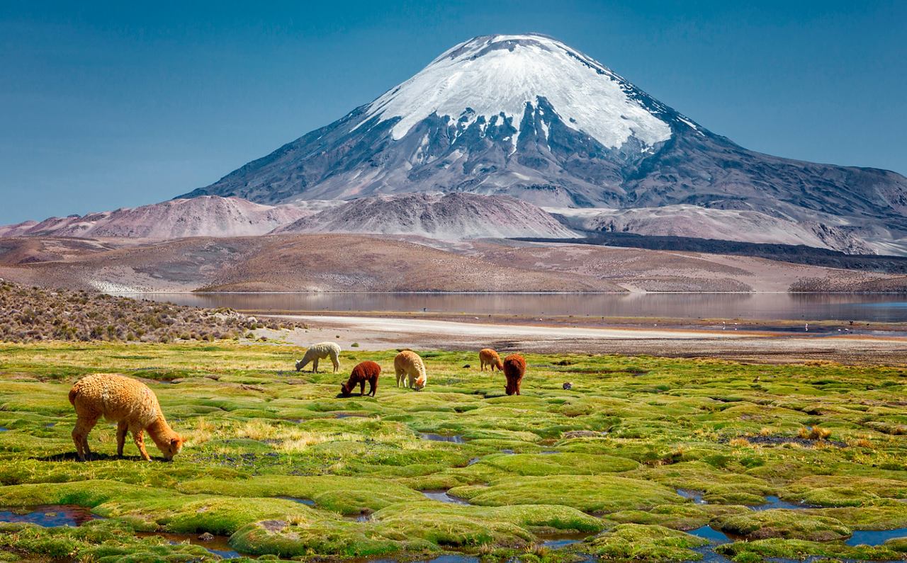 Alpacas graze in a lush field with the majestic Parinacota volcano and snow-capped peaks in the backdrop | MSC Cruises