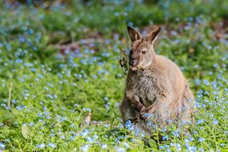 A wallaby resting among vibrant greenery and flowers in Hobart, Tasmania, showcasing the beauty of Australia's wildlife | MSC Cruises