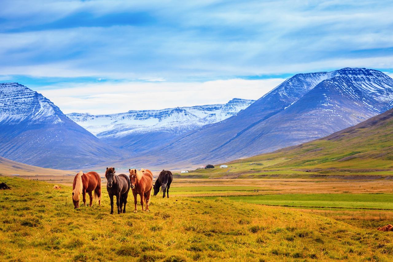 Ponies grazing on a green meadow with mountains in the background | MSC Cruises