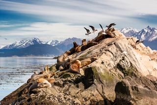 A breathtaking view of a mountain peak with sea lions basking in the sun, surrounded by the stunning landscapes of Ushuaia | MSC Cruises