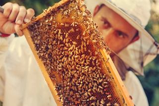 A beekeeper inspects a honeycomb frame, promoting bee conservation in Rotterdam | MSC Cruises