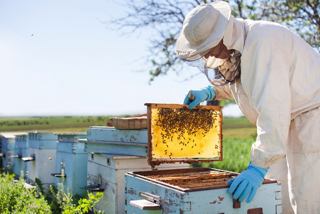 A beekeeper inspects a hive on a farm in Corfu | MSC Cruises