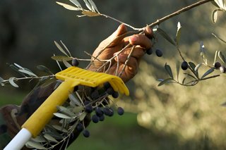 A hand holds an olive branch during the harvest in a scenic Montenegro landscape | MSC Cruises