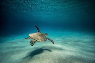 Una tortuga marina nada con gracia a través de aguas azules cristalinas, simbolizando los esfuerzos de conservación oceánica de la MSC Foundation | MSC Cruceros