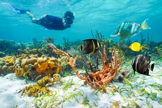 Une scène sous-marine vibrante montrant un plongeur explorant des coraux colorés et une vie marine diversifiée au Mexique | MSC Croisières