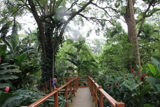 Ein ruhiger Weg durch üppige Vegetation in einem tropischen Park in Jamaika | MSC Cruises