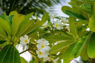 Lush green leaves with delicate white flowers create a serene atmosphere in Ocean Cay MSC Marine Reserve | MSC Cruises