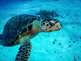 A green sea turtle gracefully swims through the clear blue waters of Ocean Cay | MSC Cruises