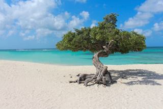 Ein einsamer Divi-Divi-Baum steht an einem unberührten Strand mit türkisfarbenem Wasser unter einem strahlend blauen Himmel | MSC Cruises