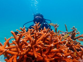 A diver exploring vibrant coral reefs as part of the Super Coral Programme for environmental conservation | MSC Cruises