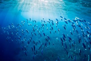 A vibrant underwater scene filled with schools of fish illuminated by sunlight filtering through the sea | MSC Cruises