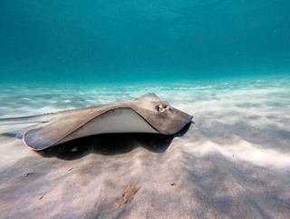 Une raie glisse gracieusement sur le fond sablonneux de l'océan à Cozumel, invitant à explorer les eaux des Caraïbes | MSC Croisières