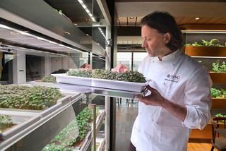 Un chef cuida de hierbas frescas en un jardín vertical en el MSC World Europa | MSC Cruceros