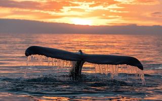 A whale gracefully breaches the ocean surface against a stunning sunset backdrop in Iceland | MSC Cruises