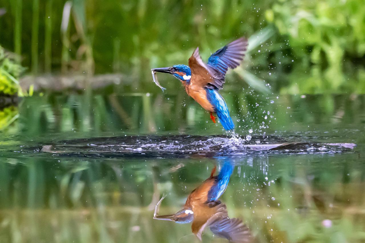 A vibrant Common Kingfisher perched by the water, reflecting its beauty in the serene surroundings of Puerto Limon | MSC Cruises