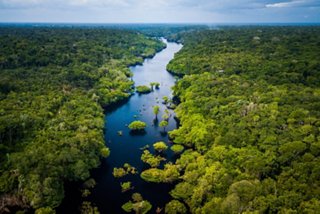 Aerial view of the lush Amazon rainforest with a winding river, showcasing the natural beauty of Brazil's Anavilhanas National Park | MSC Cruises
