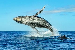 A humpback whale gracefully leaps from the ocean against a clear blue sky | MSC Cruises
