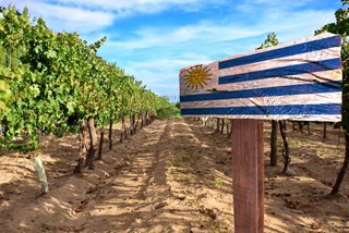 Vineyard with a sign and Uruguay's flag against a backdrop of blue sky and green plants | MSC Cruises