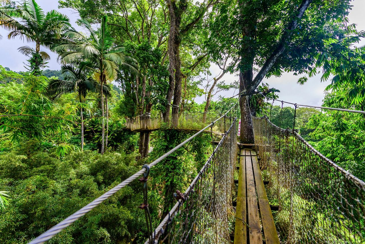Suspension bridge surrounded by lush greenery in the Balata Botanical Garden, inviting exploration of nature | MSC Cruises