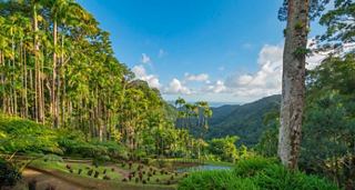 Lush greenery and a bright sky in the Balata Botanical Garden of Martinique, inviting exploration and connection with nature | MSC Cruises