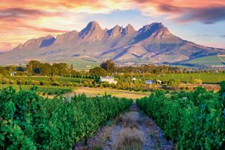 Vignobles et montagnes sous le ciel vibrant d'Afrique du Sud | MSC Cruises